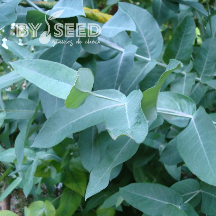 Eucalyptus globulus