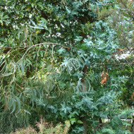 Eucalyptus globulus