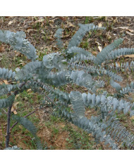 Eucalyptus globulus