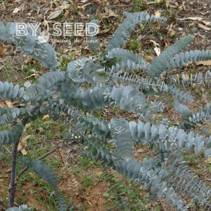 Eucalyptus kruseana