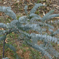 Eucalyptus kruseana