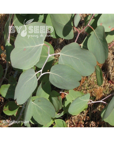 Eucalyptus polyanthemos