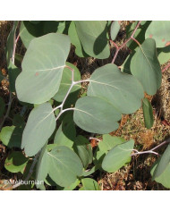 Eucalyptus websteriana