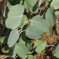 Eucalyptus polyanthemos