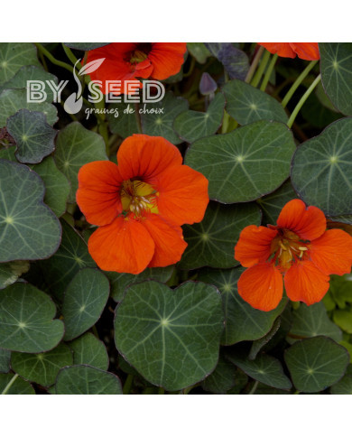 Capucine naine Princess of India