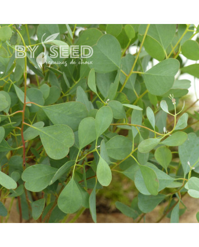 Eucalyptus websteriana