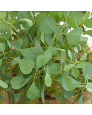 Eucalyptus polyanthemos