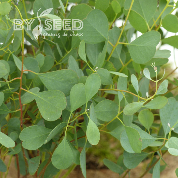 Eucalyptus websteriana
