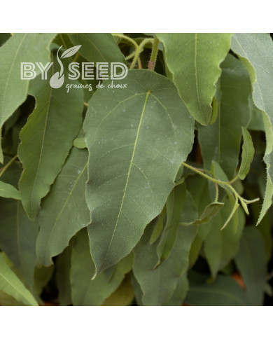 Eucalyptus citriodora Lemon Bush