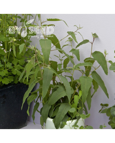 Eucalyptus citriodora Lemon Bush