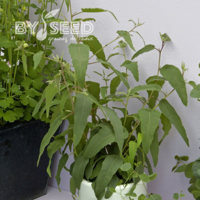 Eucalyptus citriodora Lemon Bush