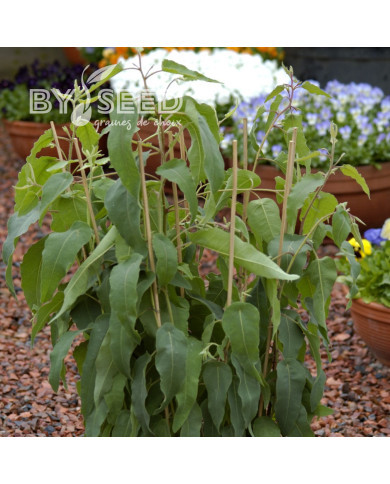 Eucalyptus citriodora Lemon Bush