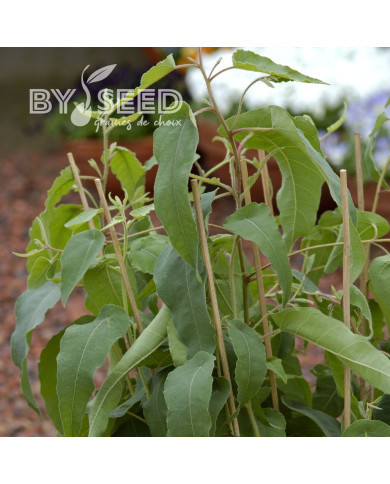 Eucalyptus citriodora Lemon Bush