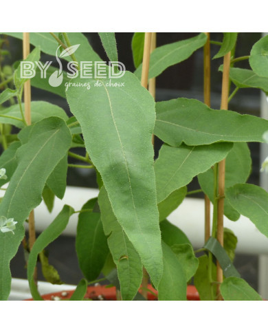 Eucalyptus citriodora Lemon Bush