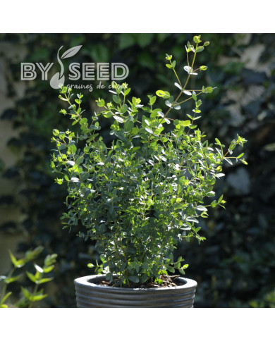 Eucalyptus parvifolia (parvula) Boxwood
