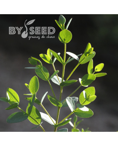 Eucalyptus parvifolia (parvula) Boxwood