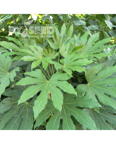 Fatsia japonica