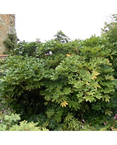 Fatsia japonica