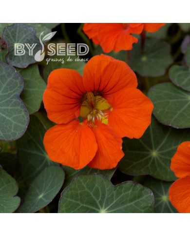 Capucine naine Princess of India