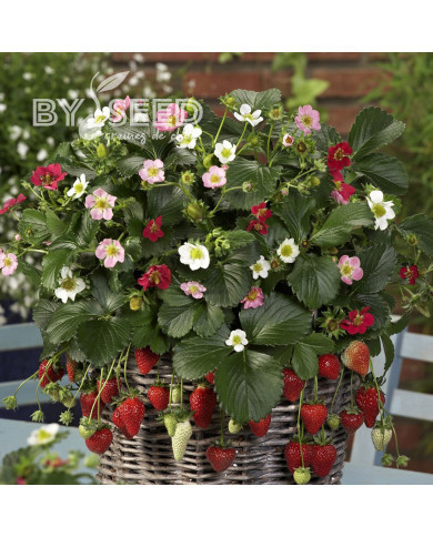 Fraisier Rainbow Treasure F1 Mix