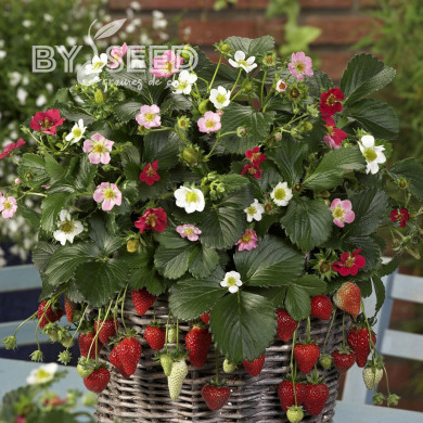 Fraisier Rainbow Treasure F1 Mix