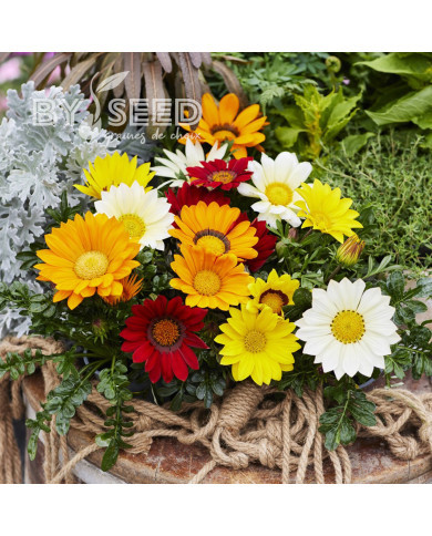 Gazania Enorma Mix