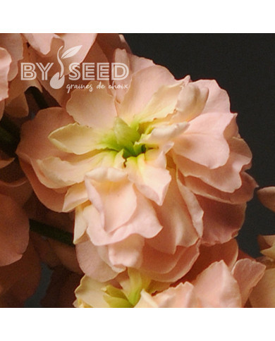 Giroflée quarantaine Classic Apricot