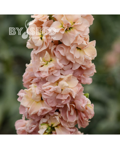 Giroflée quarantaine Classic Apricot