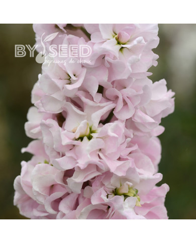 Giroflée quarantaine Classic Malmaison Pink