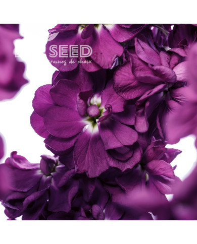 Giroflée quarantaine Milla Aubergine