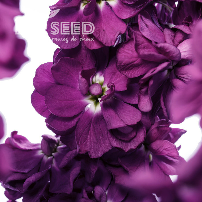 Giroflée quarantaine Milla Aubergine