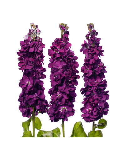 Giroflée quarantaine Milla Aubergine