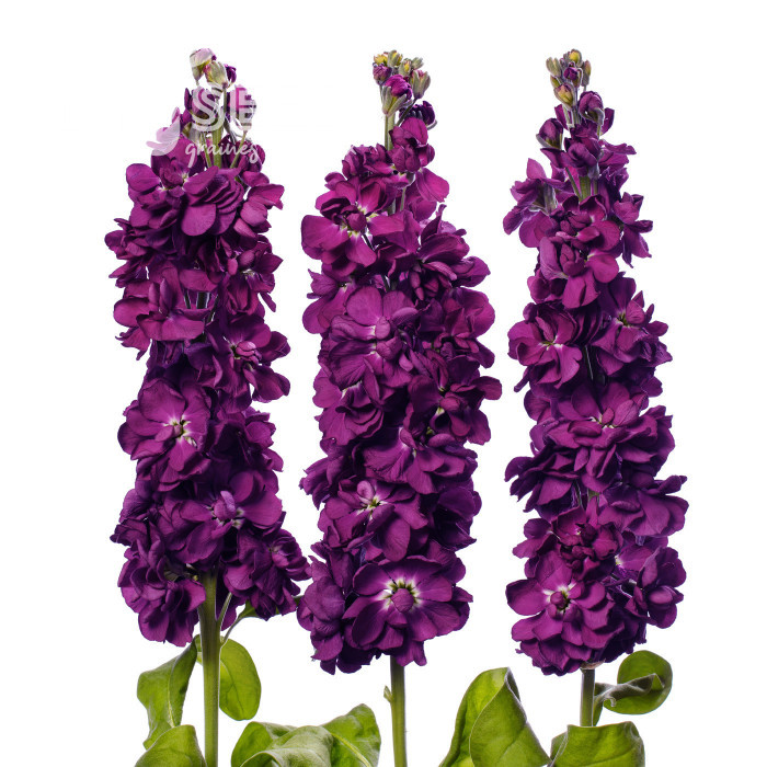 Giroflée quarantaine Milla Aubergine