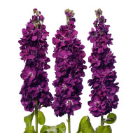 Giroflée quarantaine Milla Aubergine