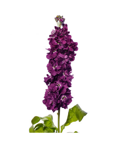 Giroflée quarantaine Milla Aubergine