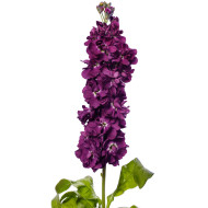 Giroflée quarantaine Milla Aubergine