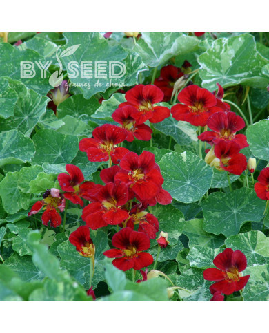 Capucine naine Red Troika