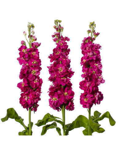 Giroflée quarantaine Milla Deep Rose