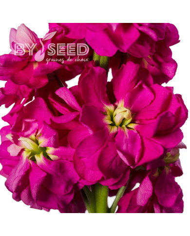 Giroflée quarantaine Milla Deep Rose