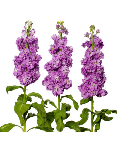 Giroflée quarantaine Milla Lavender