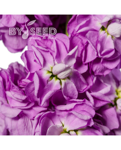 Giroflée quarantaine Milla Lavender