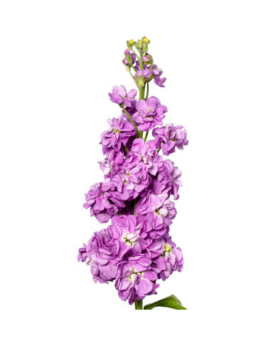 Giroflée quarantaine Milla Lavender