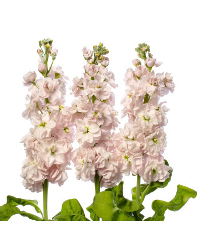 Giroflée quarantaine Milla Light Pink