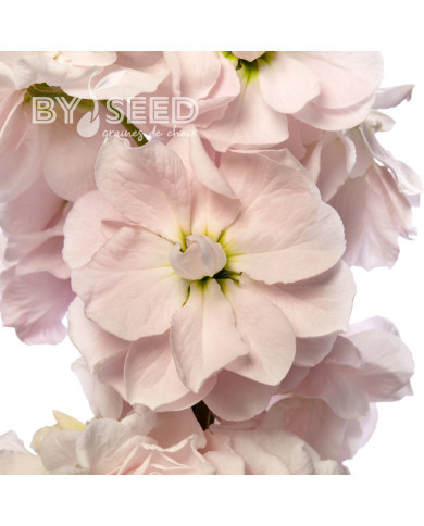 Giroflée quarantaine Milla Light Pink