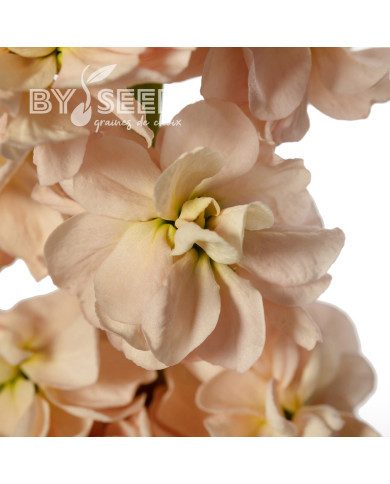 Giroflée quarantaine Milla Salmon