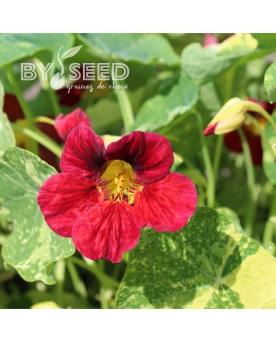 Capucine naine Red Troika