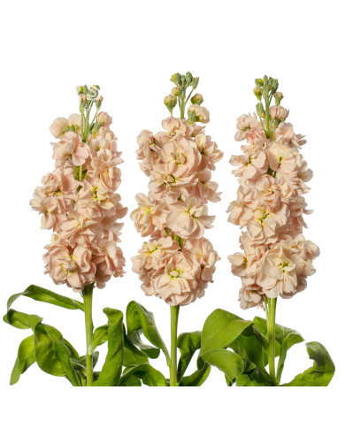 Giroflée quarantaine Milla Salmon