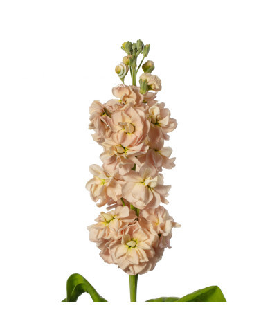 Giroflée quarantaine Milla Salmon