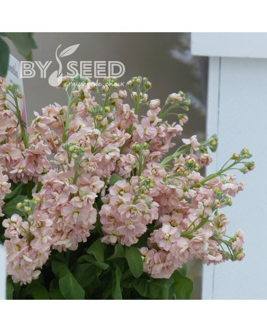 Giroflée quarantaine Milla Salmon