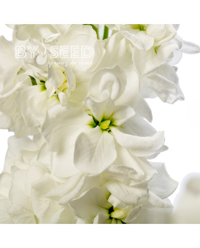 Giroflée quarantaine Milla White